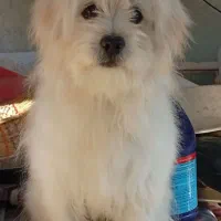 ۷ میلیون تومان|سگ|شیراز, گلکوب|دیوار