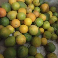 نارنج درختی درجه یک آبدار