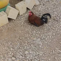 مرغ وخروس وقوقاز|حیوانات مزرعه|چغادک, |دیوار