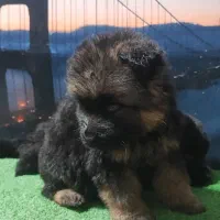 توله ژرمن بلک و دورنگ