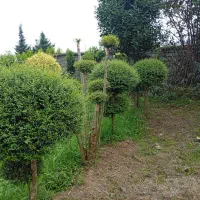 بار زمینی لوکس
