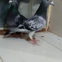 یک جفت سبز پولکی آلمانی