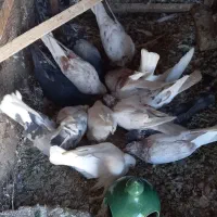 کبوتر گرفتنی