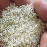 برنج  طارم هاشمی درجه 1|خوردنی و آشامیدنی|بهشهر, |دیوار