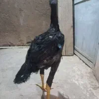 خر س شاموتیغ مشکی ونوچه مشکی وطوسی|حیوانات مزرعه|قم, شاه ابراهیم|دیوار