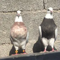 یکجفت کبوتر طوقی(عکس پدر مادر عکس اخر)|پرنده|زیباشهر, |دیوار