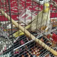 عروس هلندی نر