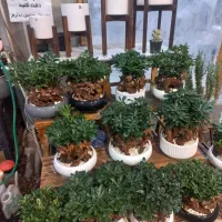 گل بونسای میخک هندی|گل و گیاه طبیعی|مشهد, حضرت حجت|دیوار