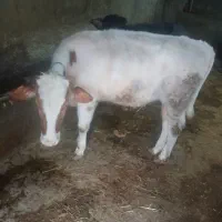 تلیسه سیمنتال آلمان