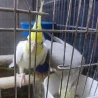 یک جفت عروس هلندی با جوجه|پرنده|قم, لسانی|دیوار