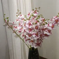 گل ارکیده کیوت و انحصاری