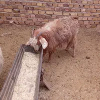 بز جوان دانه ۵۲۰۰|حیوانات مزرعه|تربت جام, معدآباد|دیوار