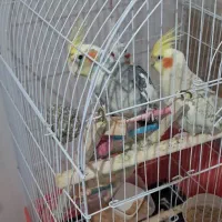 عروس هلندی شاه تخم