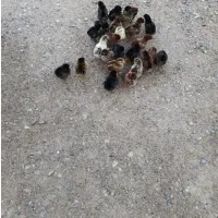 جوجه محلی خوب بیست روز