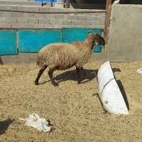 فروش میش آبستن داشتی|حیوانات مزرعه|قم, پردیسان|دیوار