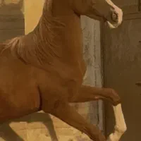 کره اسب عرب اصیل|اسب و تجهیزات اسب‌سواری|اصفهان, جلفا|دیوار