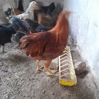 جوجه کشتنی ومرغ وخروس برهما وسلطان وخروس محلی
