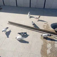 کفتر