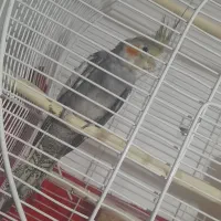 عروس هلندی ماده|پرنده|ارومیه, |دیوار