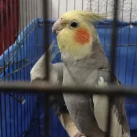 یه جفت عروس هلندی|پرنده|تهران, بروجردی|دیوار