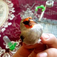سهره کرمونی نر|پرنده|شیراز, شاپورجان|دیوار
