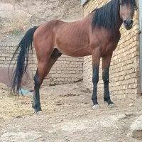 اسب