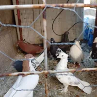 کفتر بهبهانی شهری|پرنده|شیراز, شهرک مهرگان|دیوار