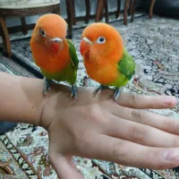 یک جفت طوطی برزیلی