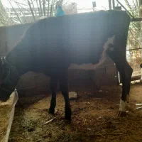 گوساله ماده صنعتی