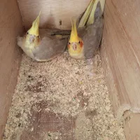 عروس هلندی
