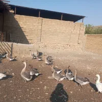 قو غاز و غاز|حیوانات مزرعه|شیراز, محمودآباد|دیوار
