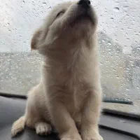 سگ پامر اشپیتیز