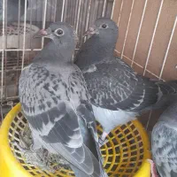 جوجه پلاکی