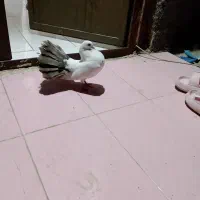 کفترقیمت توافقی