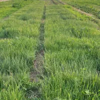 نهال پیاز مینروا دستگیری|گل و گیاه طبیعی|جیرفت, |دیوار