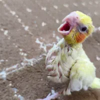 عروس هلندی سرلاکی