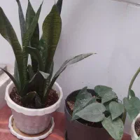 فروش  انواع  گل|گل و گیاه طبیعی|اردکان, |دیوار