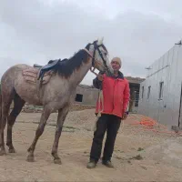 اسب ترکمن|اسب و تجهیزات اسبسواری|گلی داغ, |دیوار