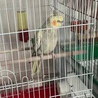 واگذاری رایگان عروس هلندی ماده