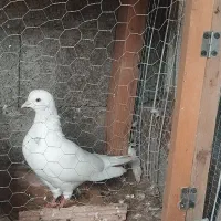 کبوتر سفید مهر.نر.
