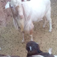 تکه سانن اصل