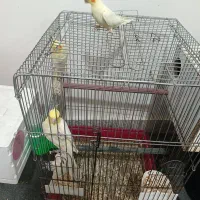 عروس هلندی همراه ۲جوجه