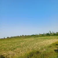 زمین کشاورزی|فروش دفتر صنعتی، کشاورزی، تجاری|رشت, حومه رشت|دیوار