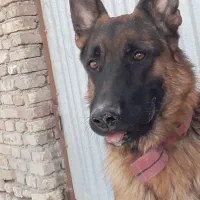 سگ ژرمن ماده ،