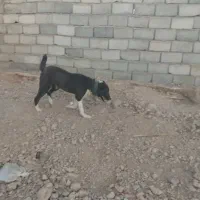 طول سگ|سگ|قائن, |دیوار