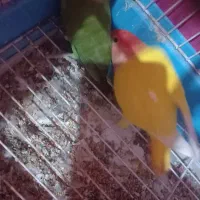 پرنده برزیلی  خوش رنگ وزیبا نروماده