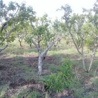 فروش باغ در روستای بیجق|فروش زمین و ملک کلنگی|مشگین شهر, |دیوار