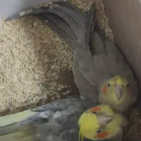 عروس هلندی نر وماده|پرنده|سقز, |دیوار