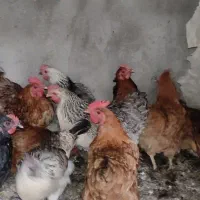 تازه به تخم