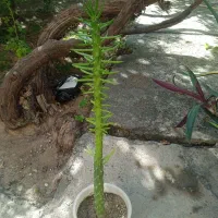 گل خانگی|گل و گیاه طبیعی|بوکان, |دیوار